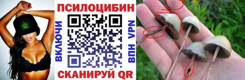 Галлюциногенные грибы Psilocybine cubensis  Кудрово 